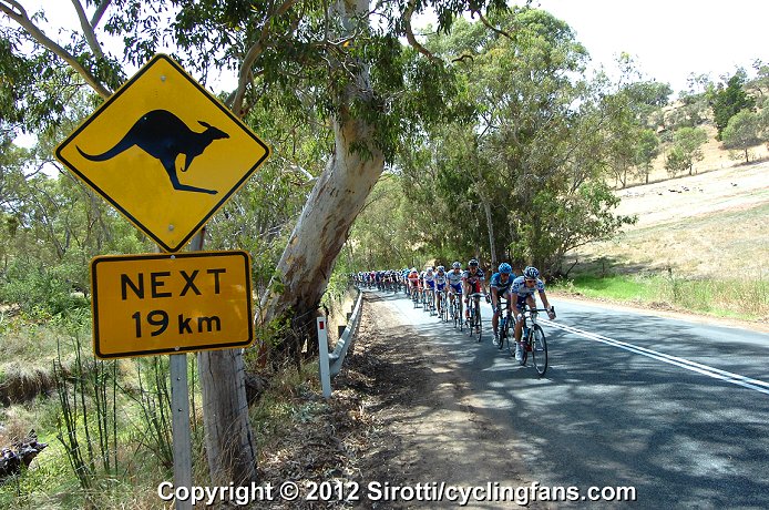 2012 Tour Down Under: The peloton on the look-out for kangaroos (or the breakaway)on the road from Norwood to Tanunda